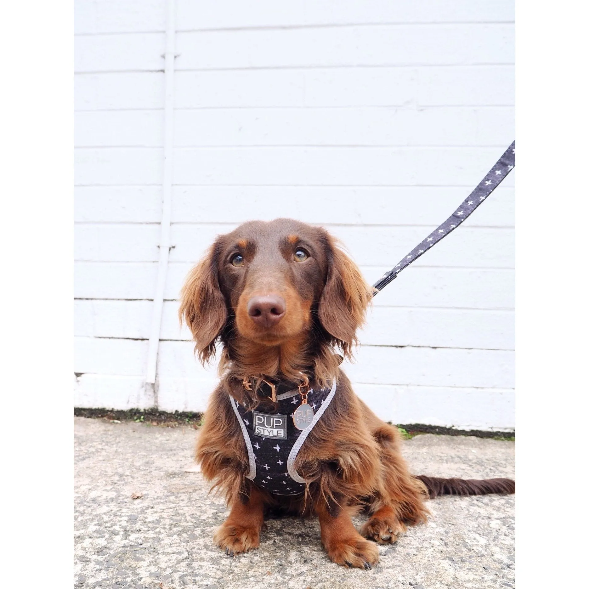 Pupstyle Blessed Dog Harness Extra Small***
